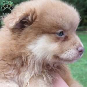 Cinnamon Bear, Pomeranian Puppy